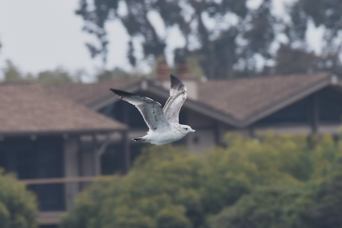 Gaviota Argéntea Americana - ML646976511
