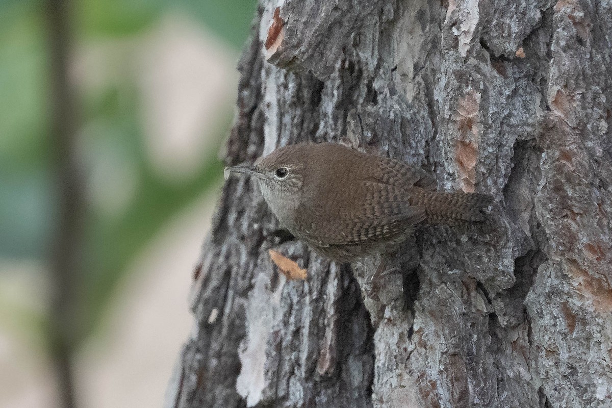 hussmett - ML646976512