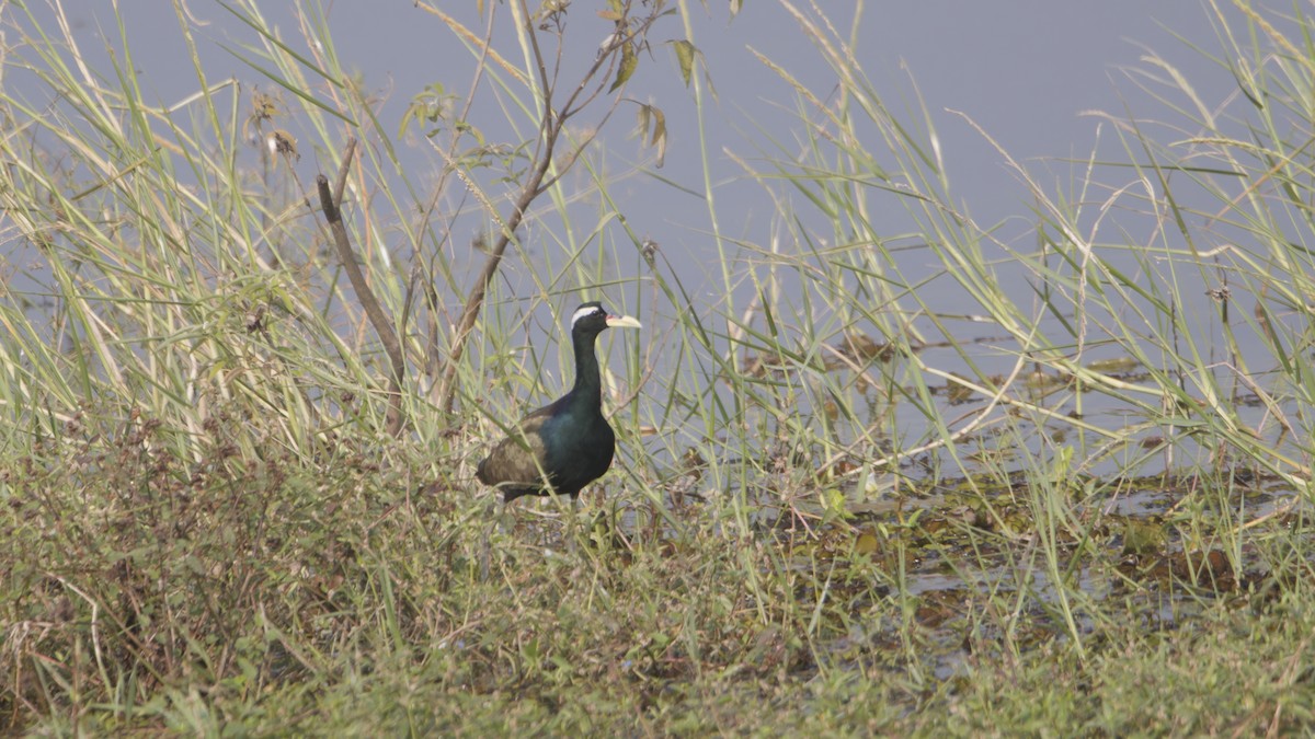 Bronze-winged Jacana - ML646976515