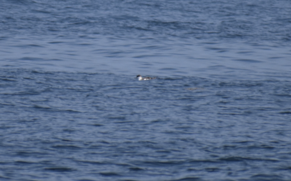 Gabai handia - ML646976516