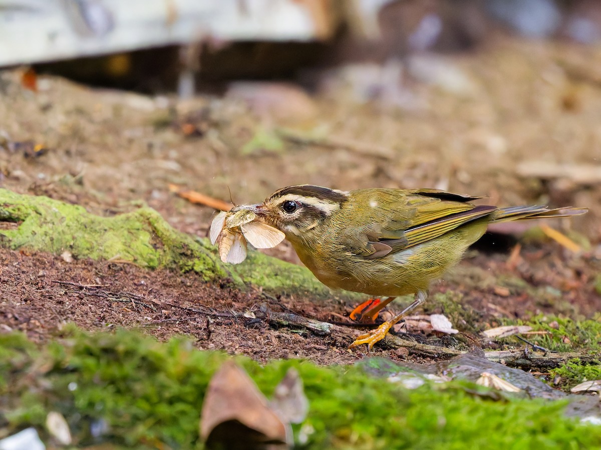 Three-striped Warbler (daedalus) - ML646976518