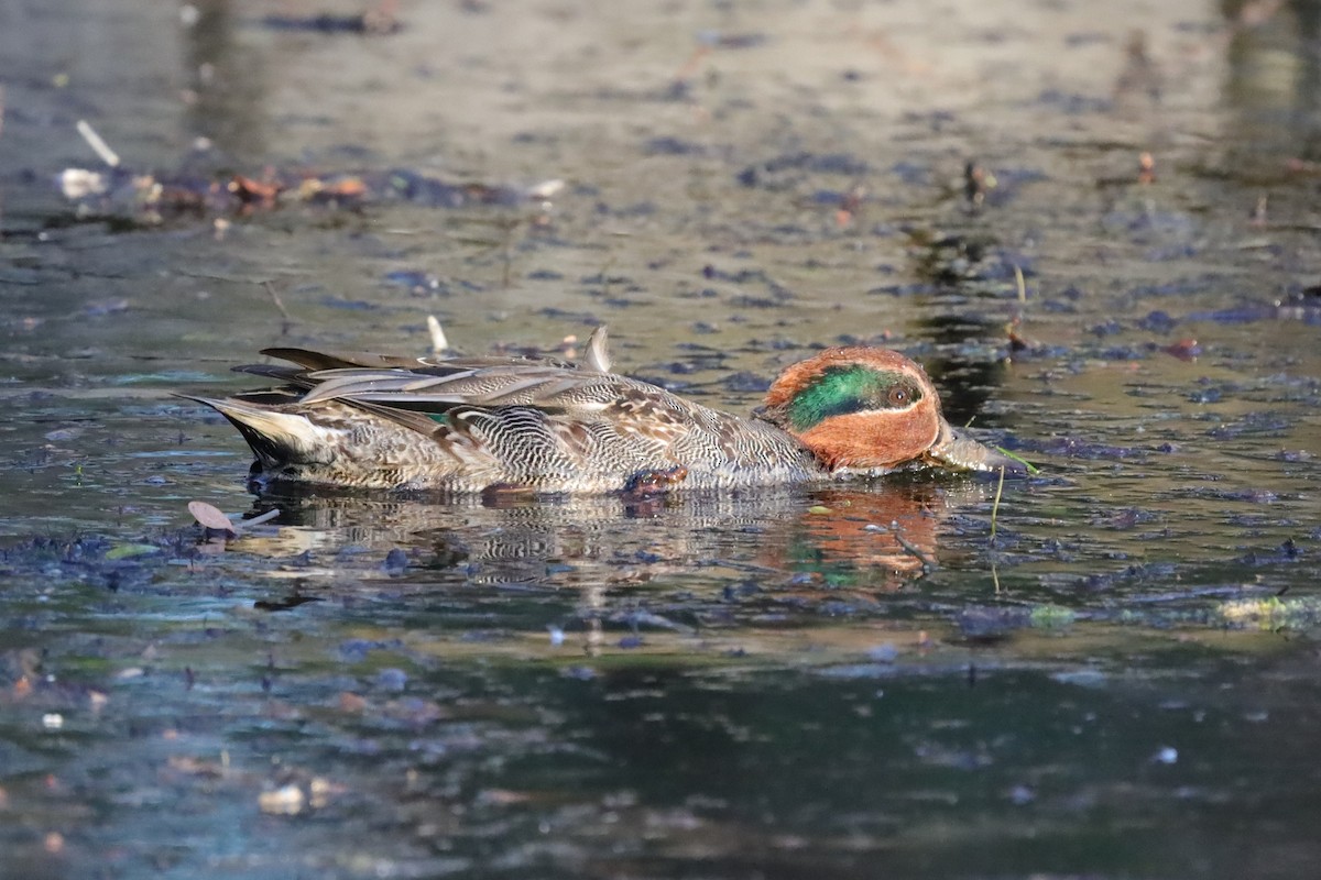 Ногоохон нугас - ML646976519