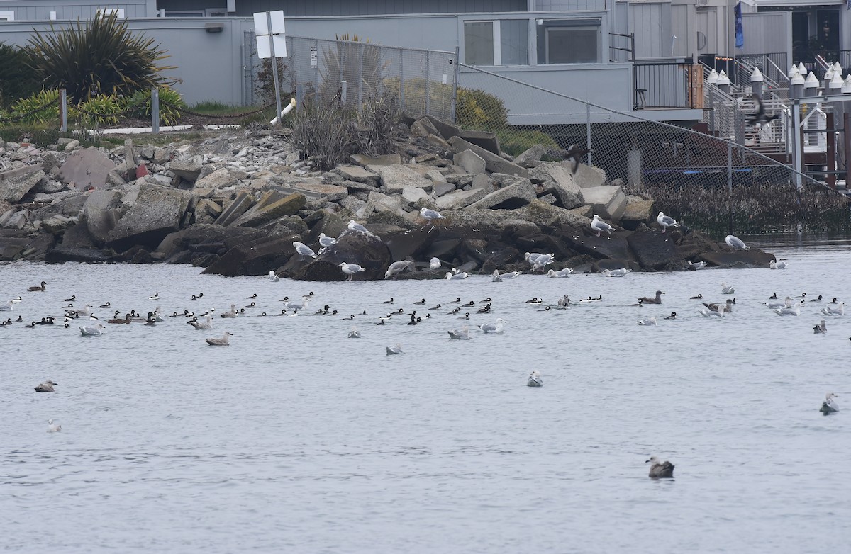 Gaviota de Bering - ML646976520