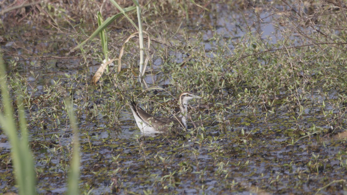 ז'קנה זנבתנית - ML646976522