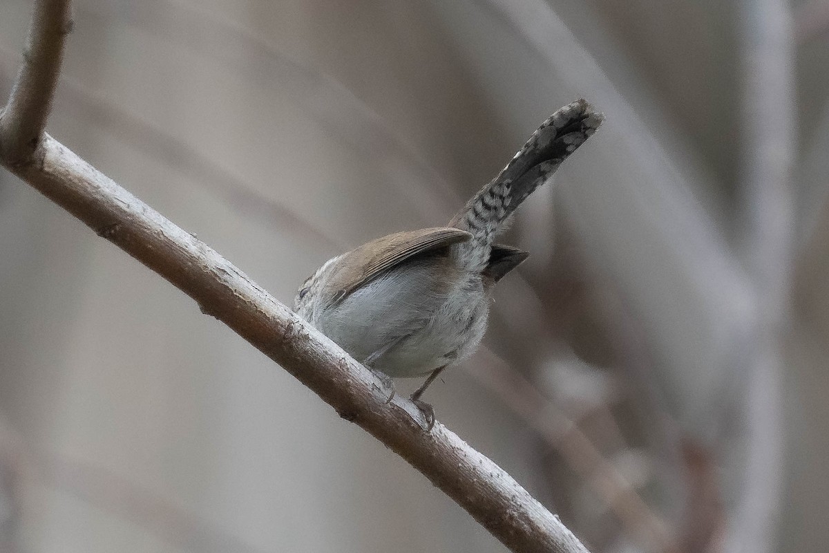 langstjertsmett - ML646976525