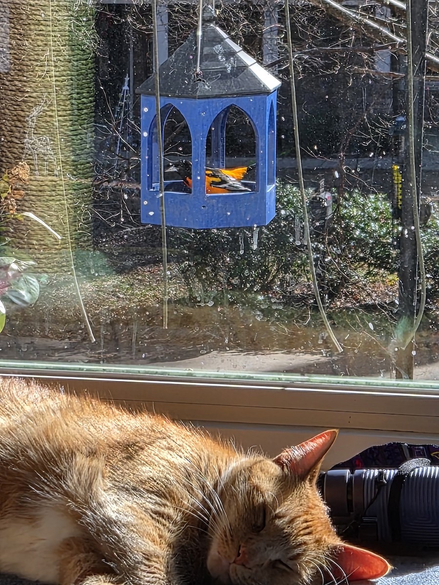 Baltimore Oriole - ML646976527