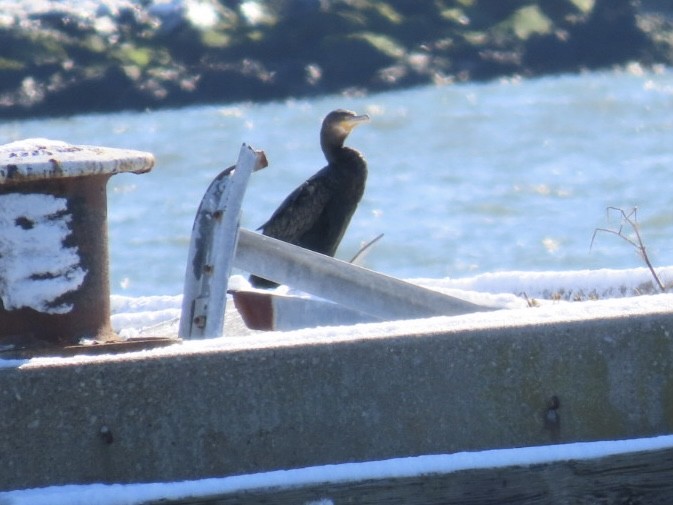 storskarv - ML646976528