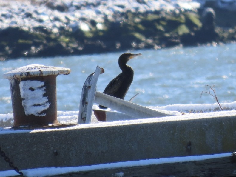 storskarv - ML646976529