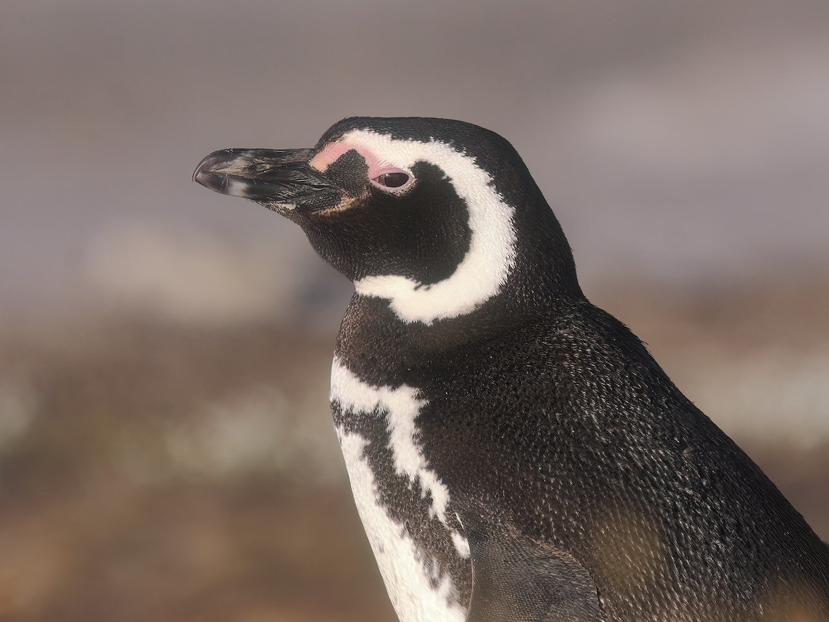 Magellanic Penguin - ML646976533