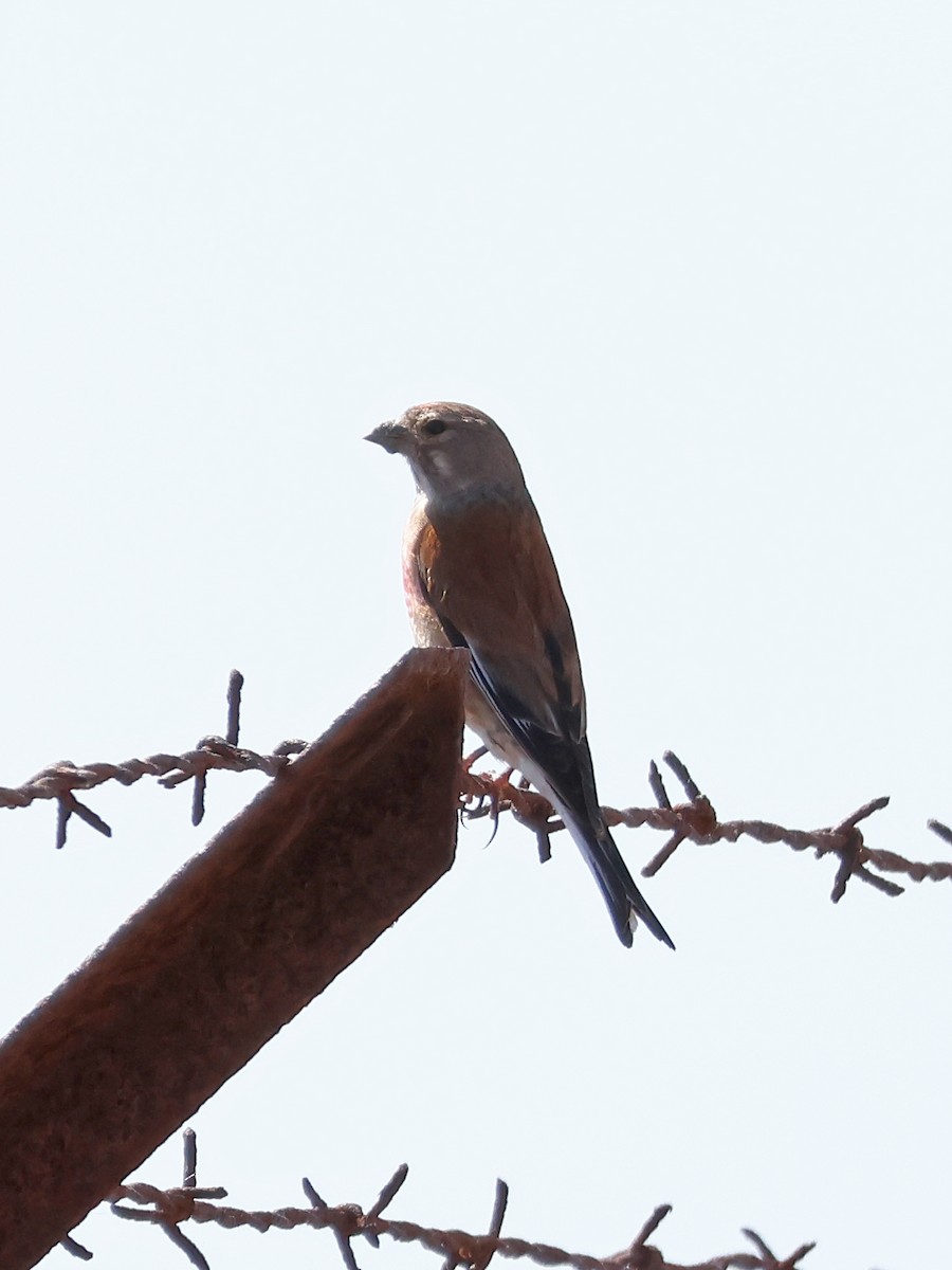 Eurasian Linnet - ML646976535