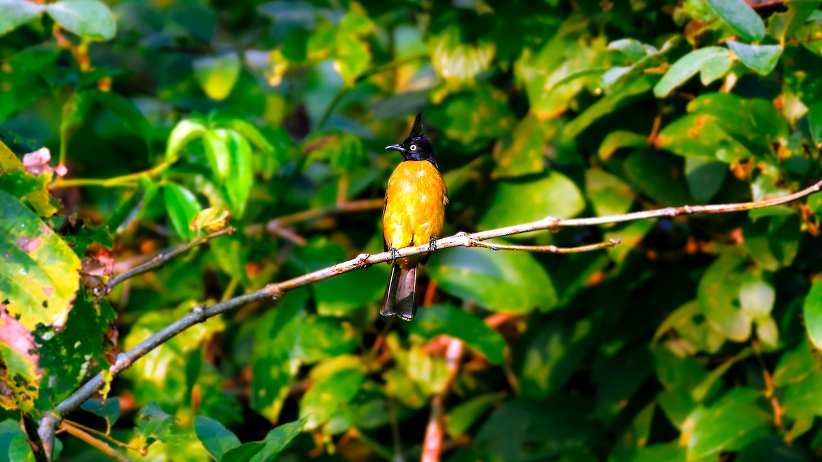 Black-crested Bulbul - ML646976537