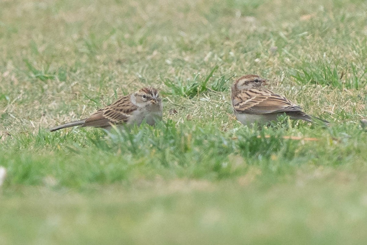 brunissespurv - ML646976539