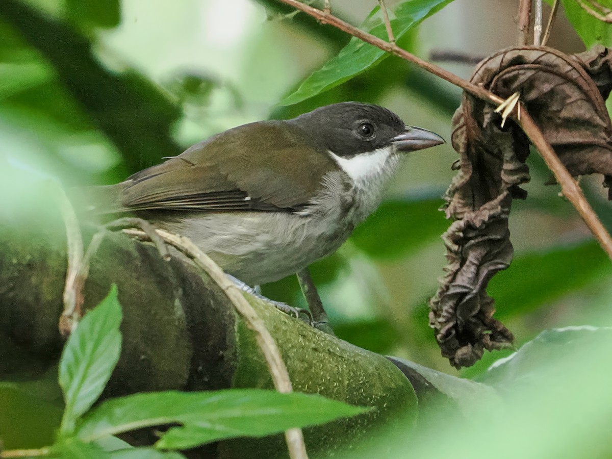 Porto Riko Tangarası - ML646976540