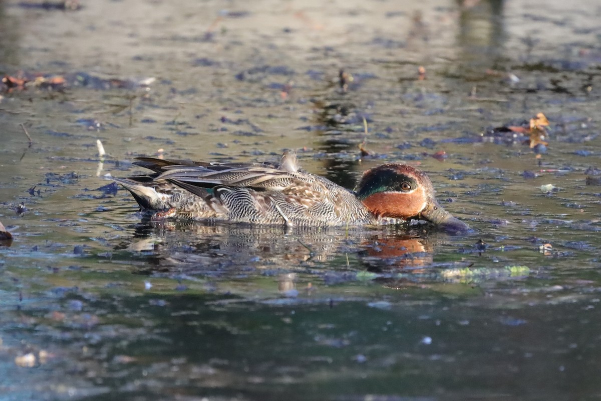 Ногоохон нугас - ML646976541