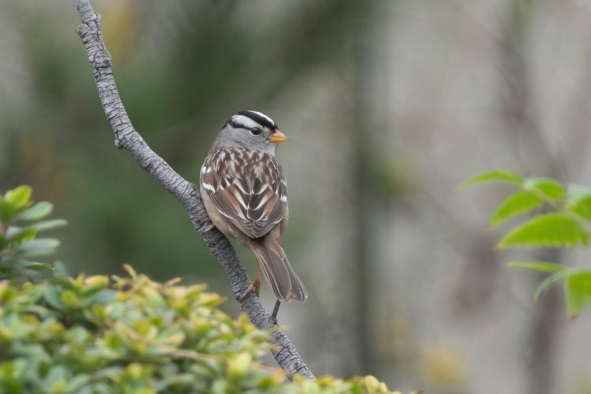 hvitkronespurv - ML646976546