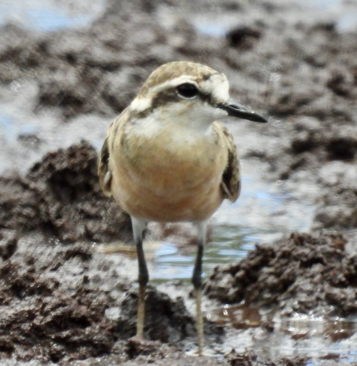 Kittlitz's Plover - ML646976547