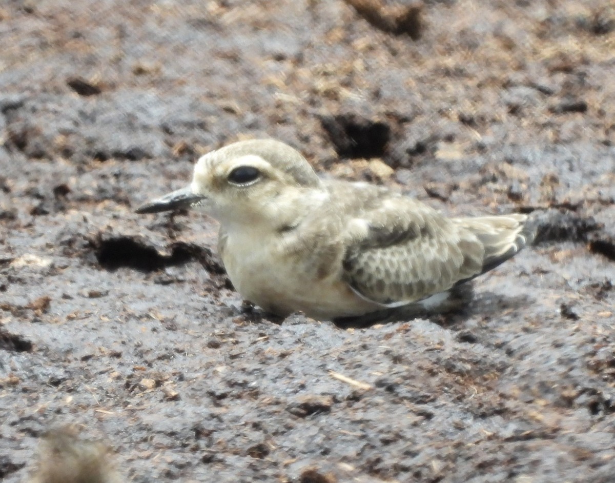 Kittlitz's Plover - ML646976548