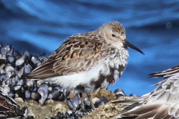 Txirri arrunta - ML646976549