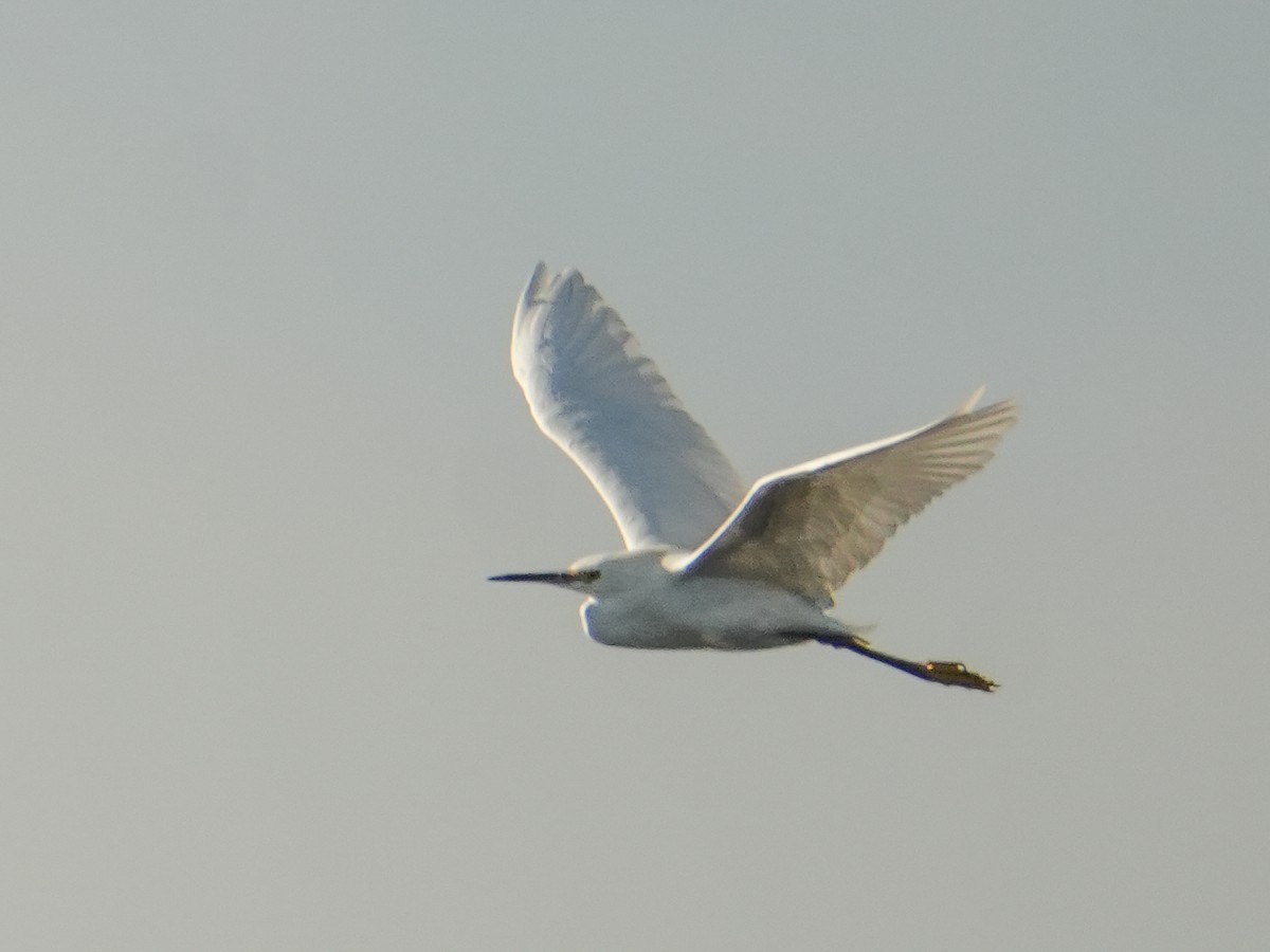 Snowy Egret - ML646976550