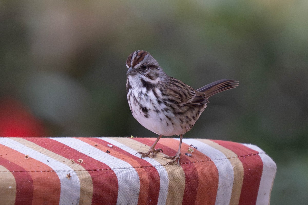 sangspurv - ML646976551