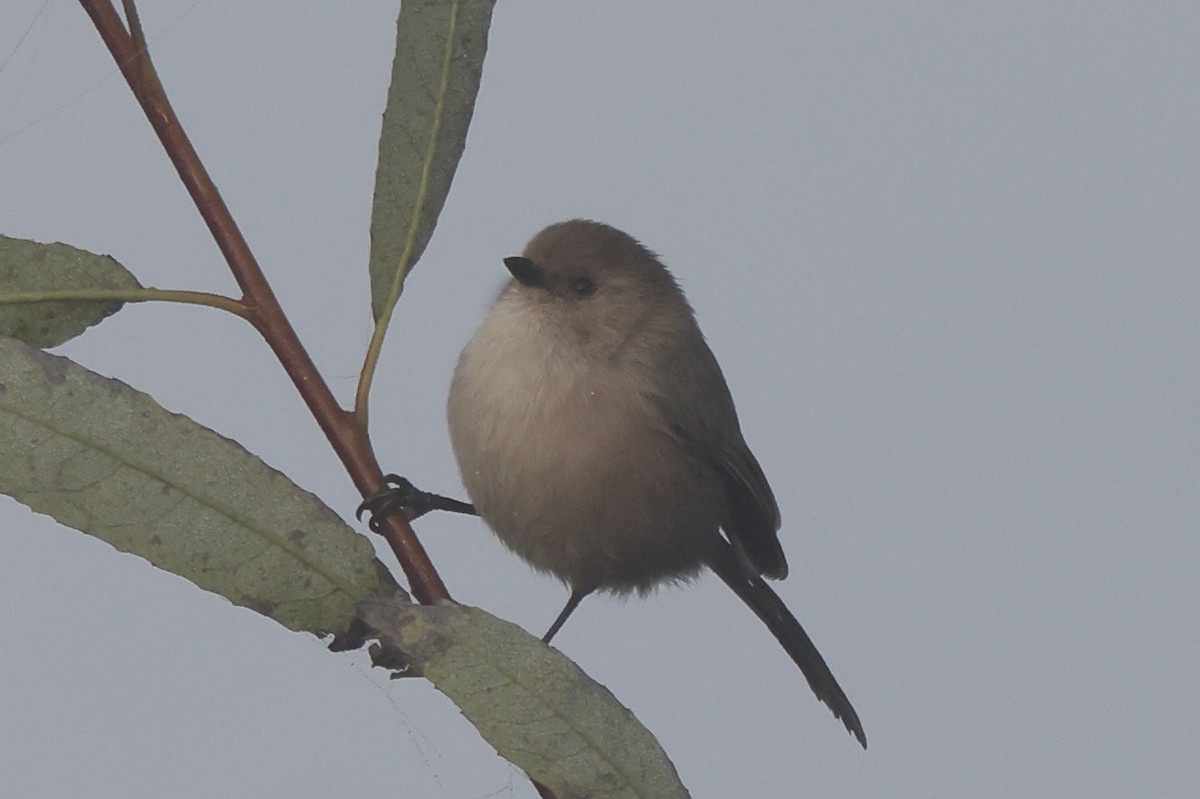 Bushtit - ML646976552