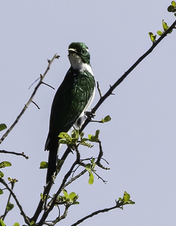 Klaas's Cuckoo - ML646976564