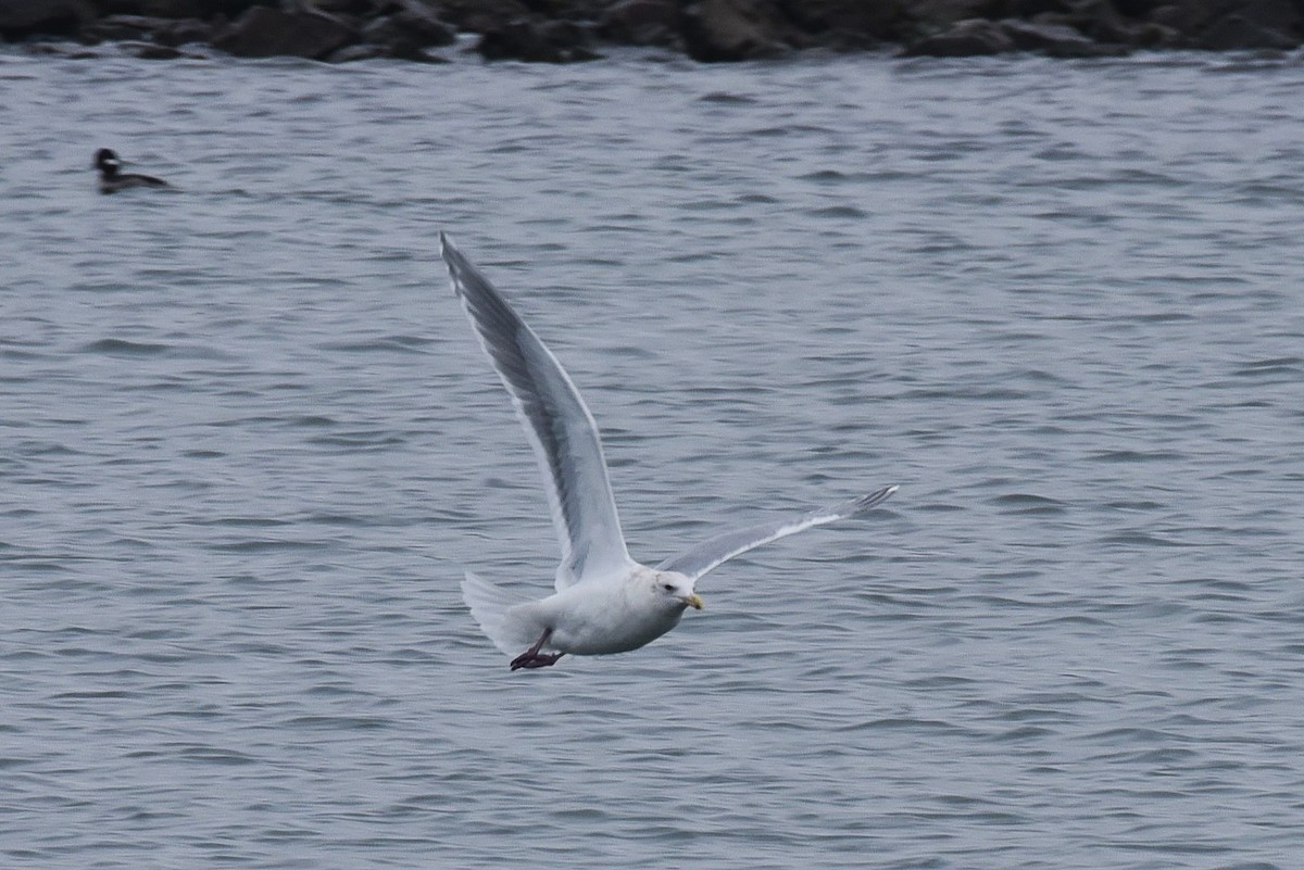 Gaviota Occidental x de Bering (híbrido) - ML646976568