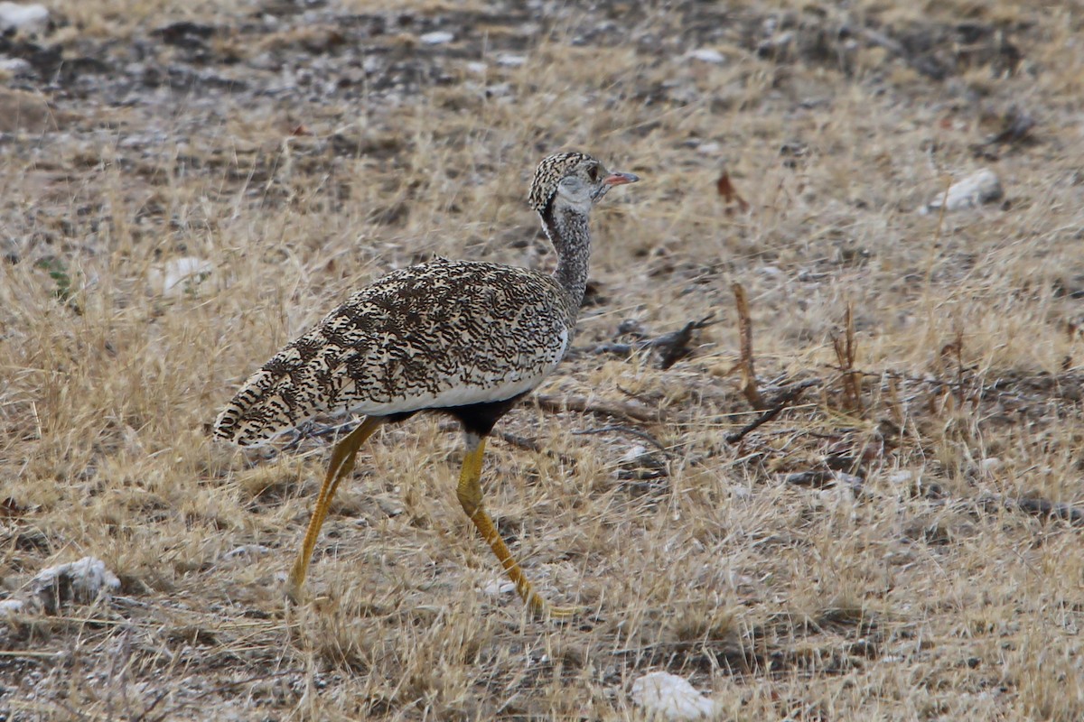 White-quilled Bustard - ML646976573