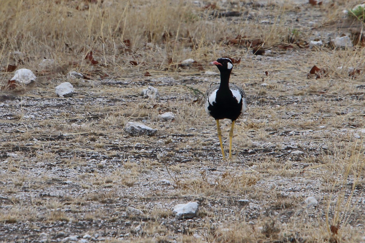White-quilled Bustard - ML646976574