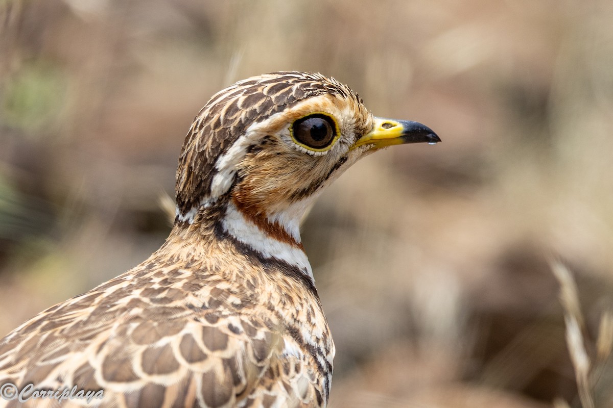 Three-banded Courser - ML646976576