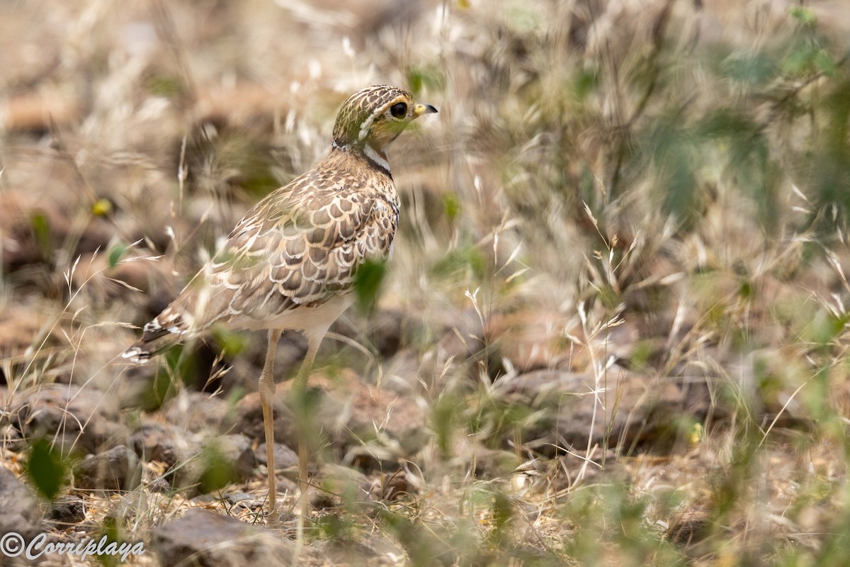 Three-banded Courser - ML646976577