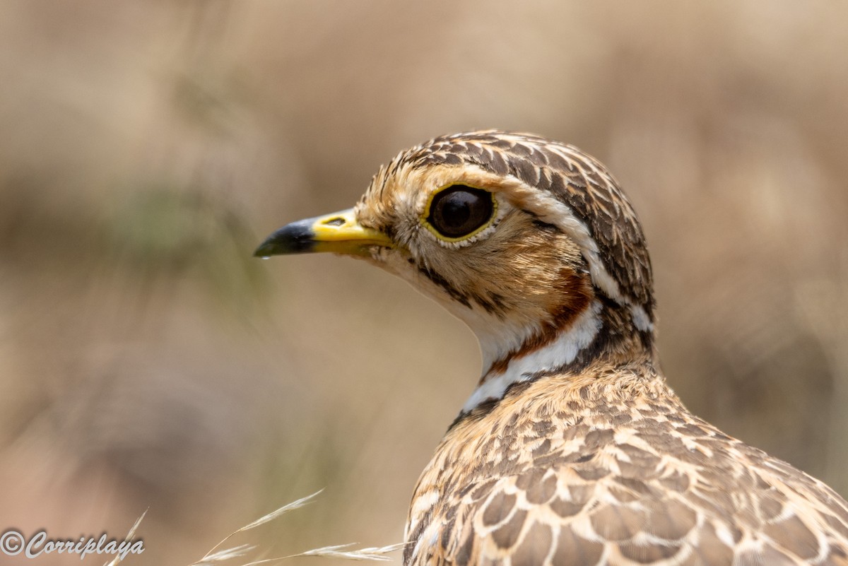 Three-banded Courser - ML646976578