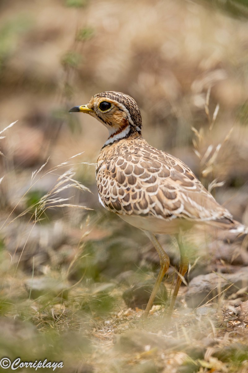 Three-banded Courser - ML646976579
