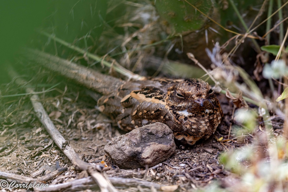 Slender-tailed Nightjar - ML646976580