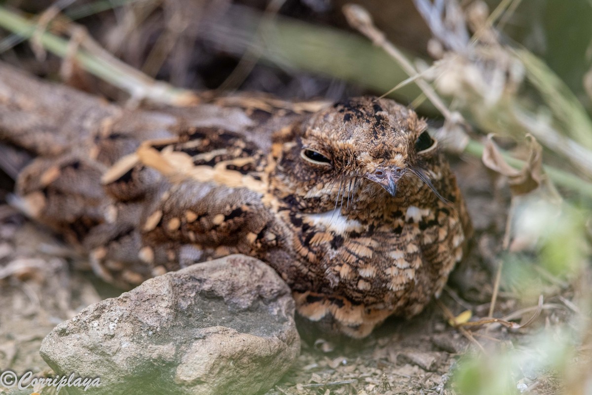Slender-tailed Nightjar - ML646976581
