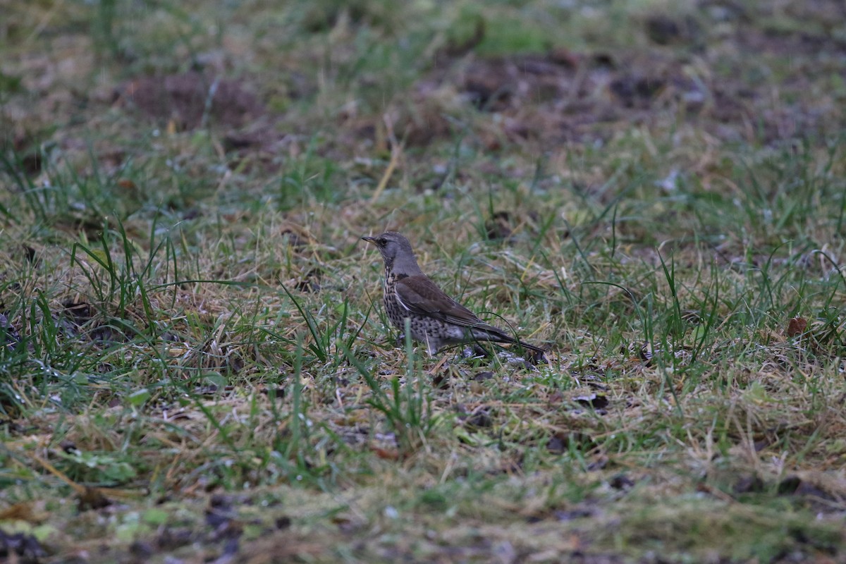 gråtrost - ML646976583