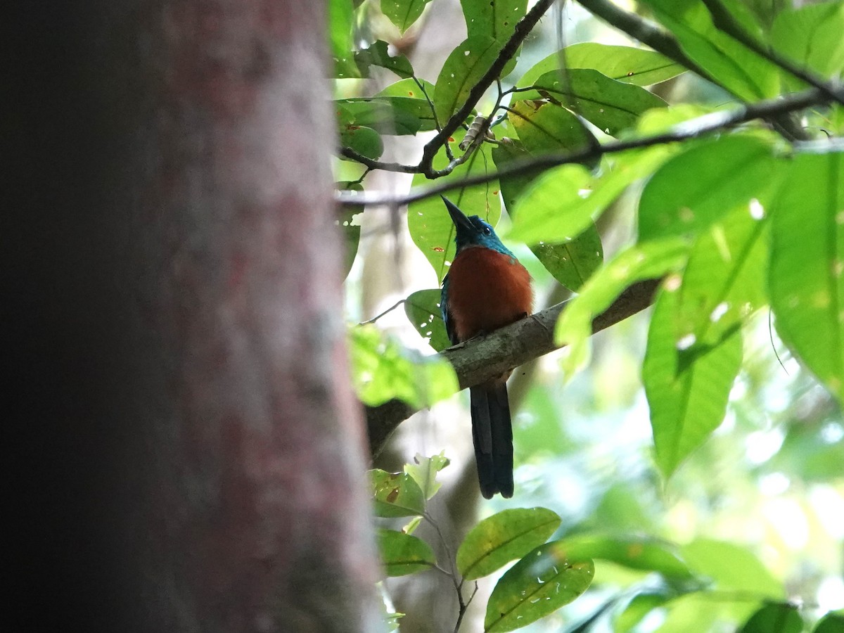 Great Jacamar - ML646976584