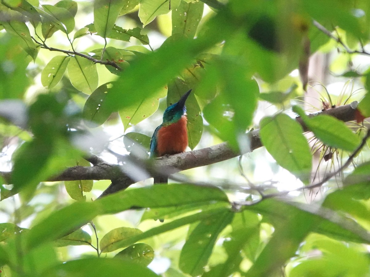 Great Jacamar - ML646976585