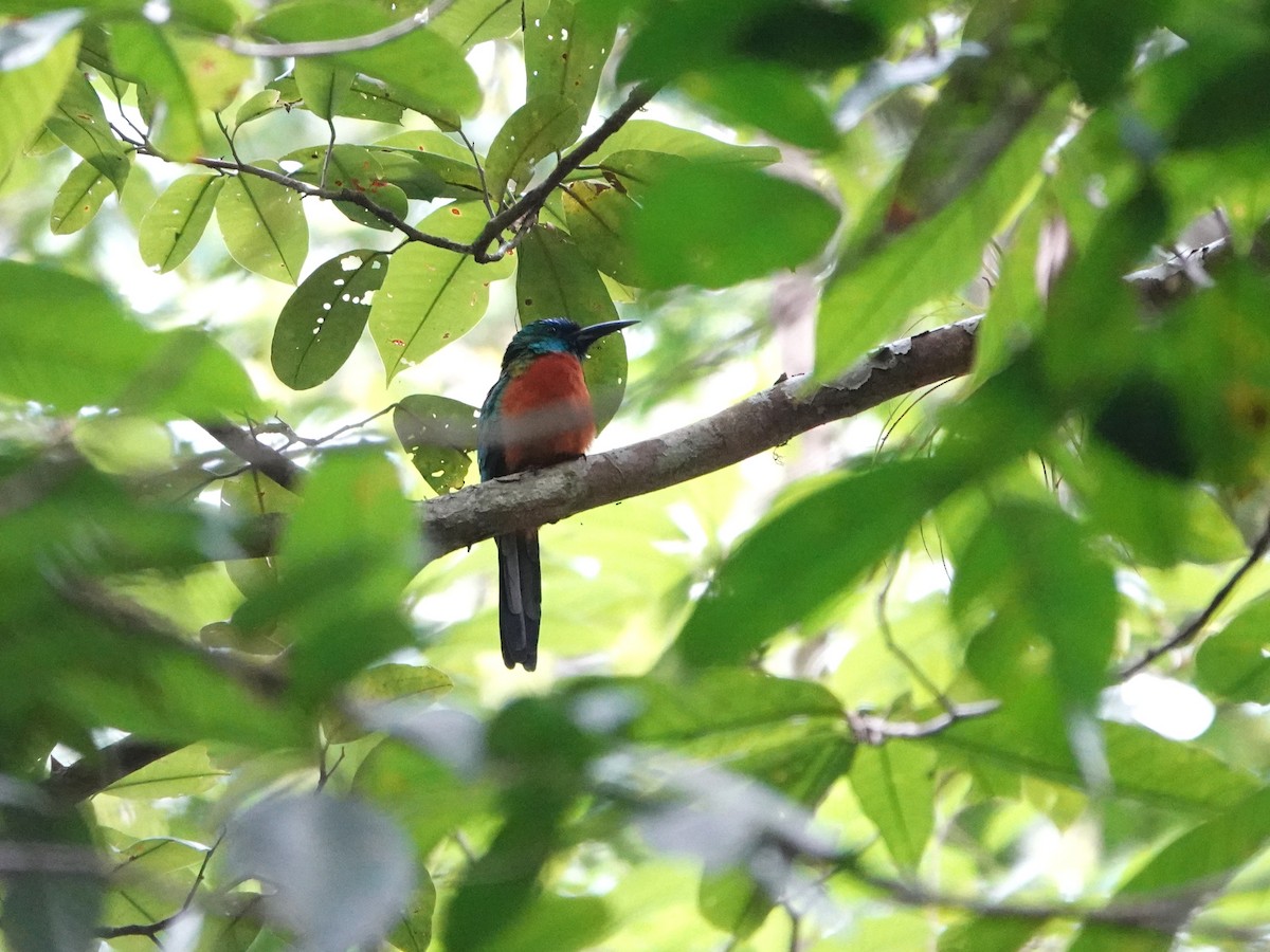 Great Jacamar - ML646976586