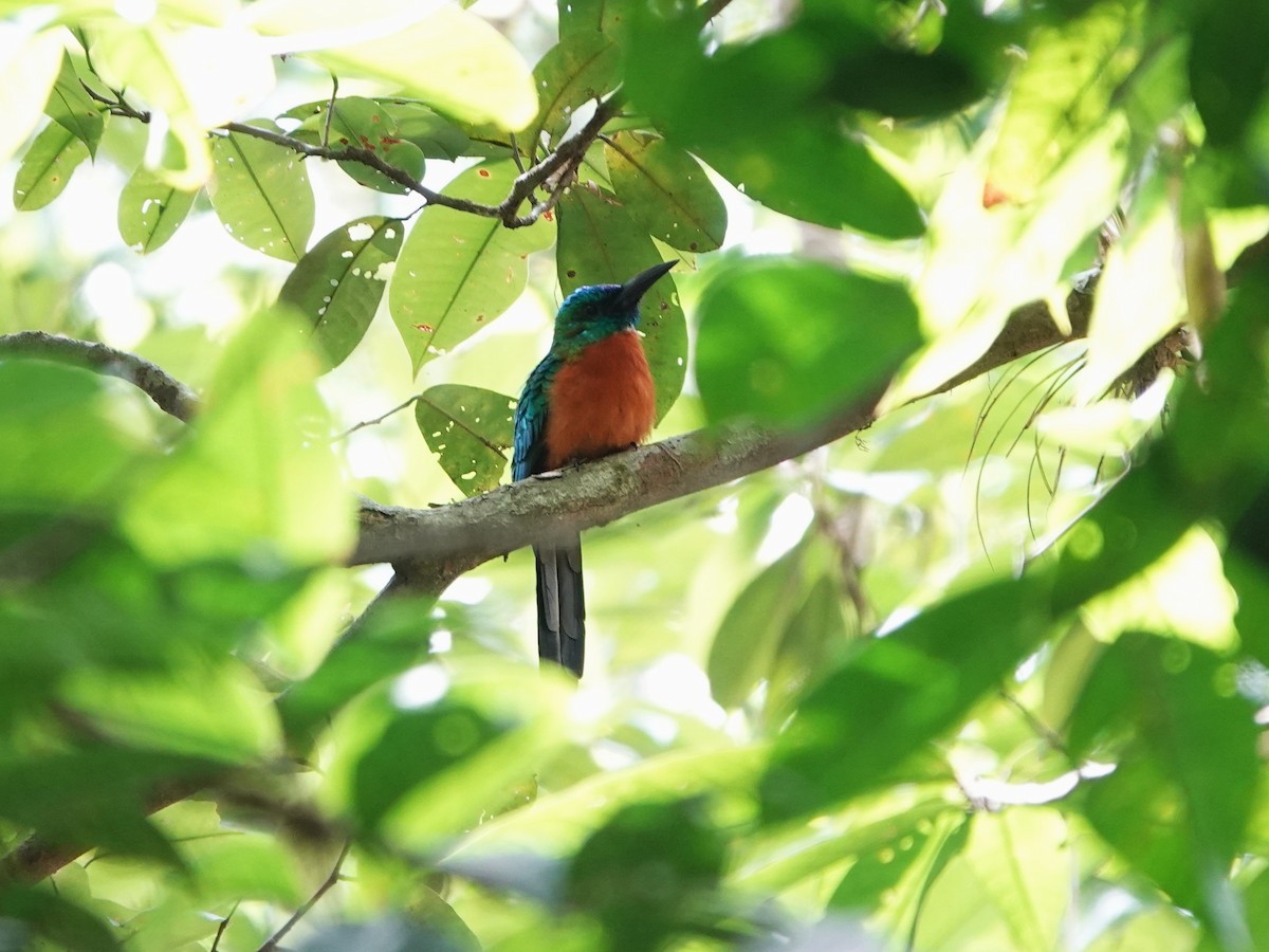 Great Jacamar - ML646976587