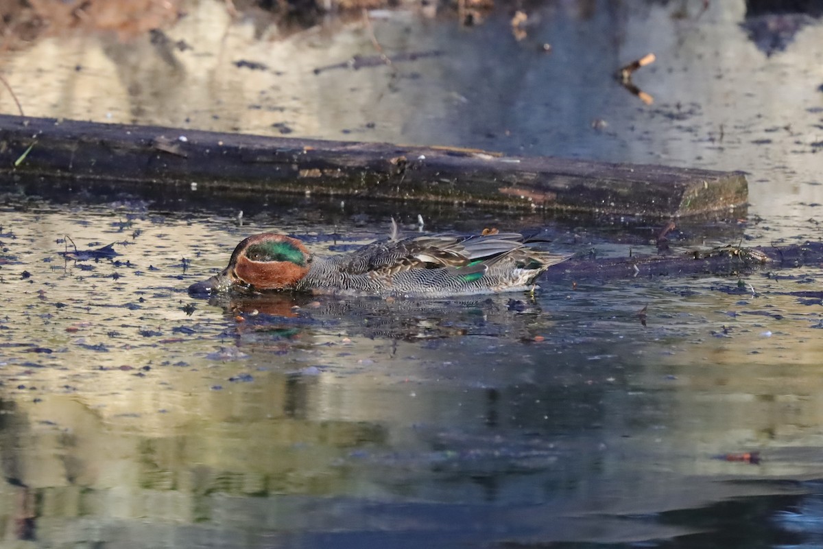 Ногоохон нугас - ML646976589