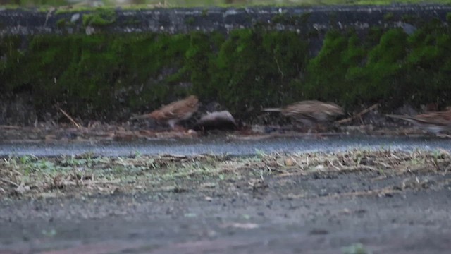 Rustic Bunting - ML646976590