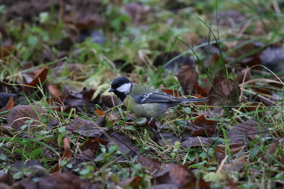 Great Tit - ML646976594