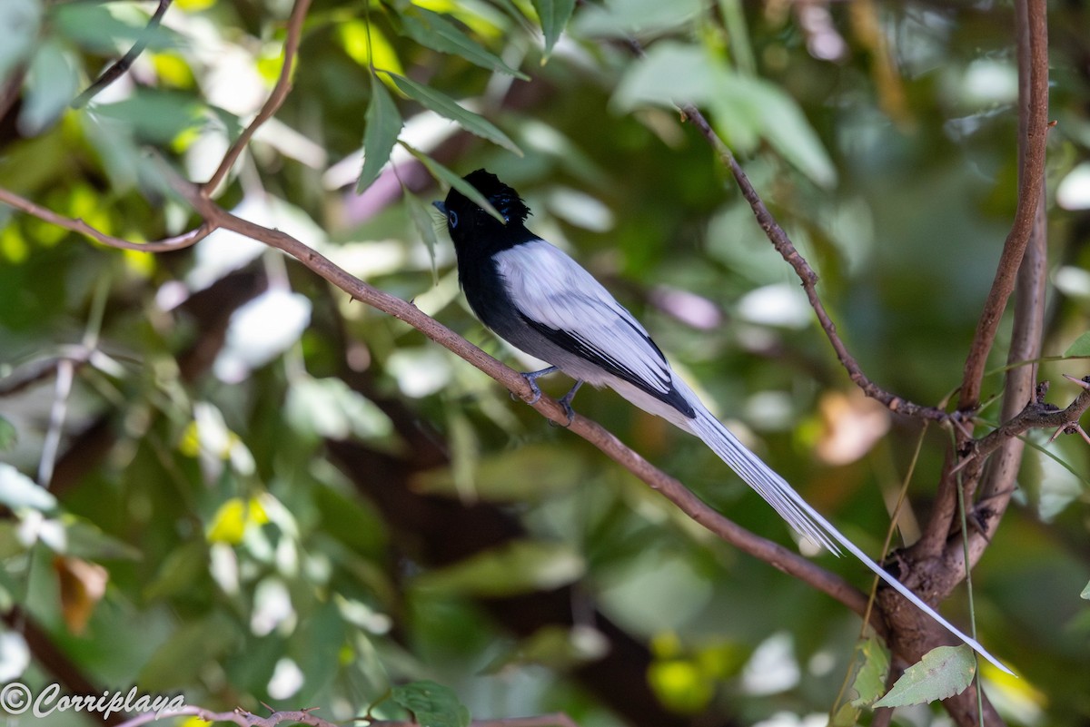 African Paradise-Flycatcher - ML646976598