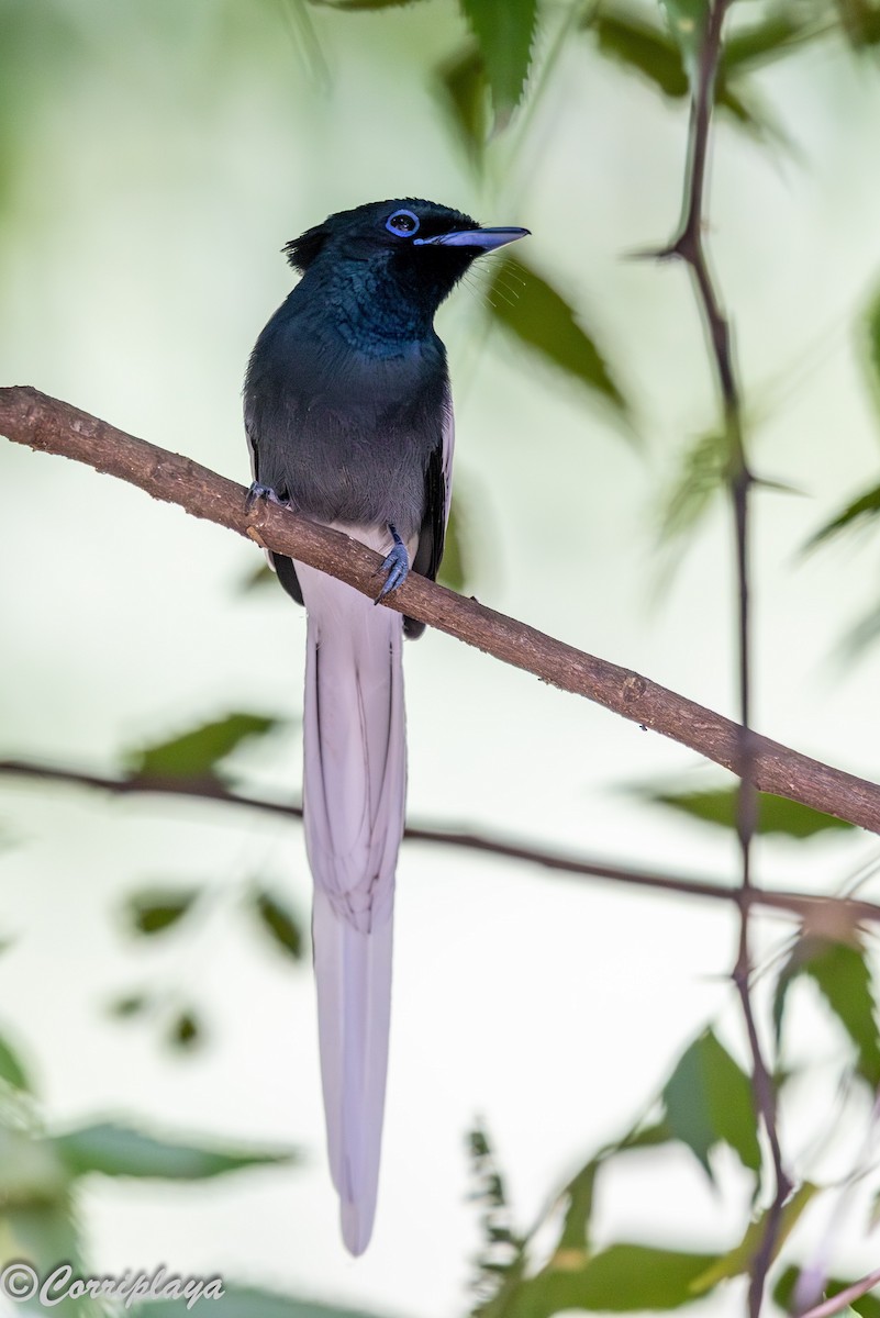 African Paradise-Flycatcher - ML646976599