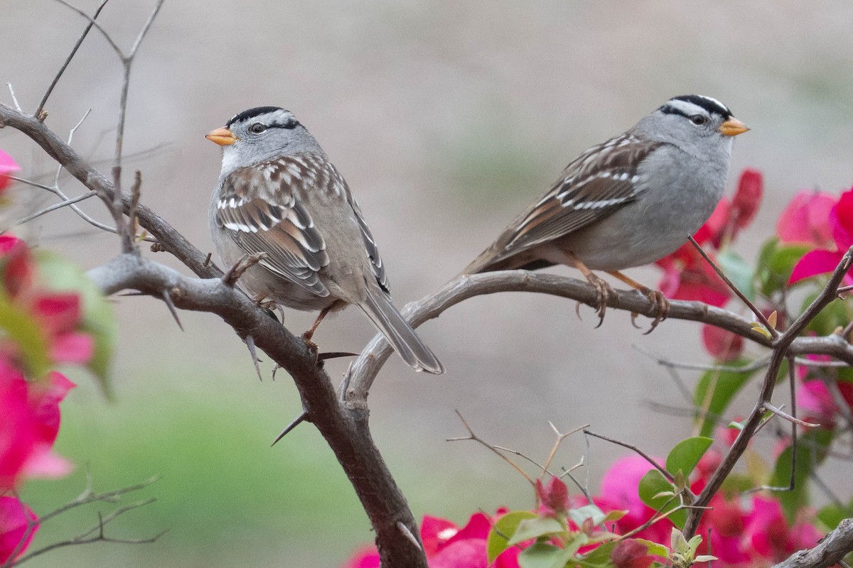 hvitkronespurv - ML646976601