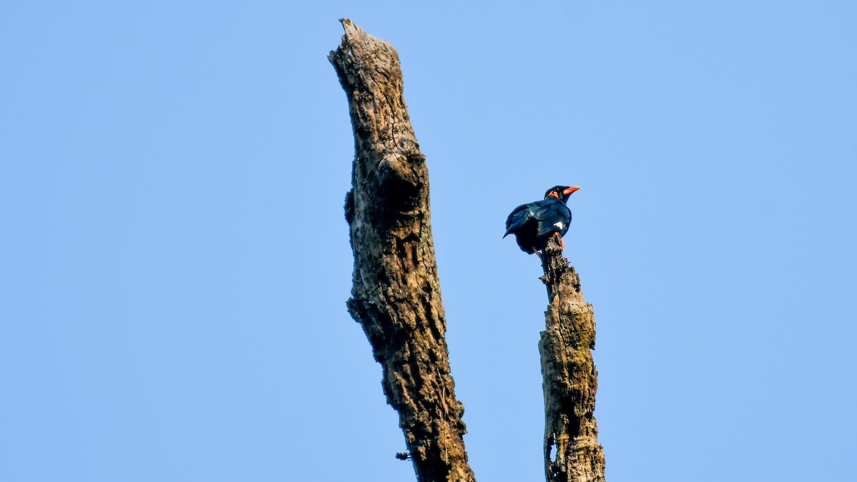 Common Hill Myna - ML646976602