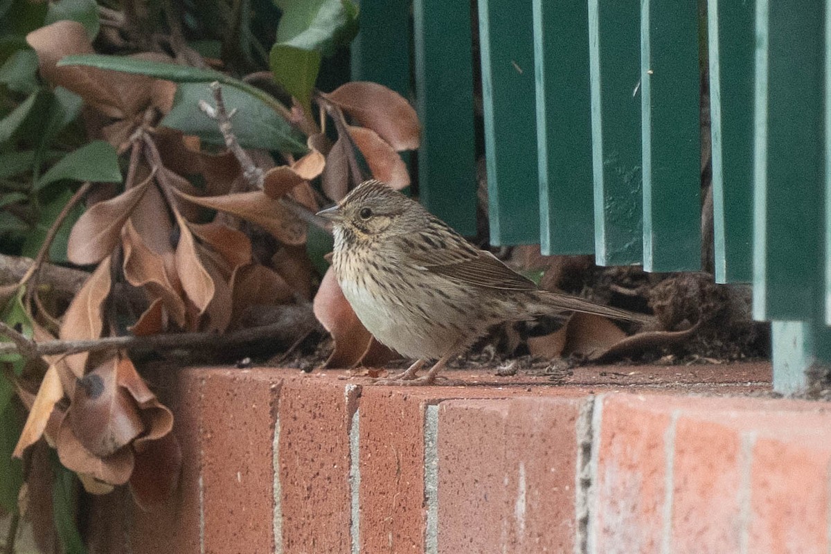 gråbrynspurv - ML646976604