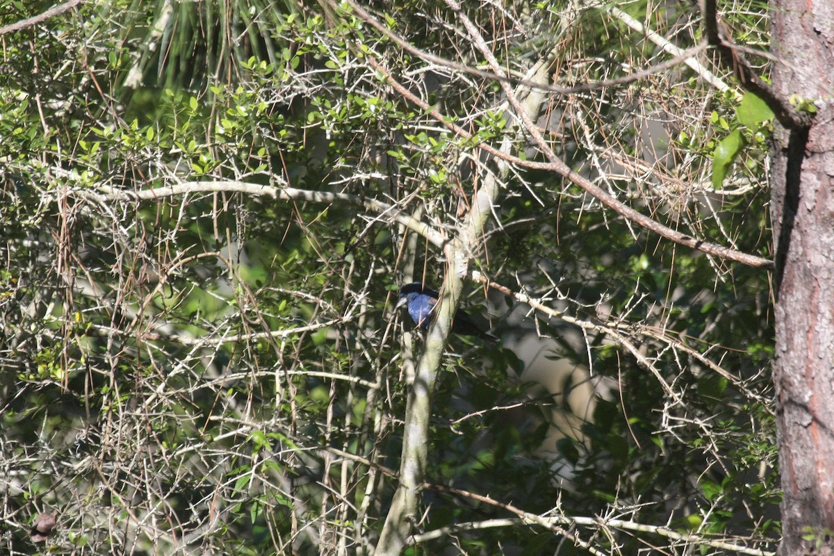 Azulillo Grande - ML646976607