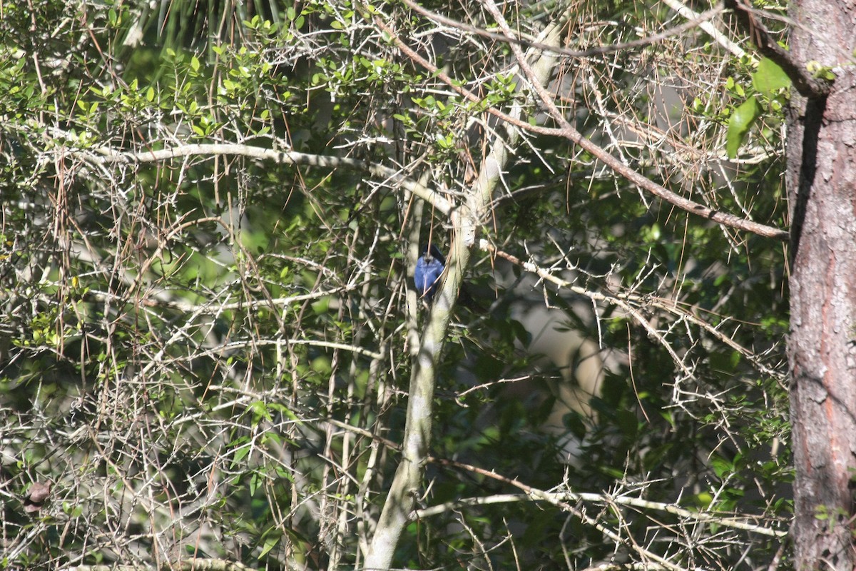 Azulillo Grande - ML646976608